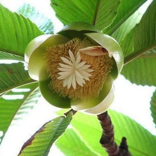 5 Dillenia Indica Elephant Apple Tree Seeds For Planting | www.seedsplantworld.com