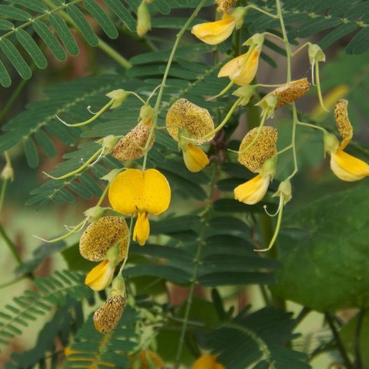 5 Sesbania Bispinosa Prickly Sesban Yellow Flowers Seeds For Planting | www.seedsplantworld.com