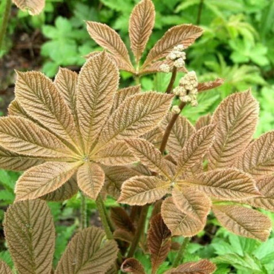 5 Rodgersia Henrici Hybrids Unusual Perennial Seeds For Planting | www.seedsplantworld.com