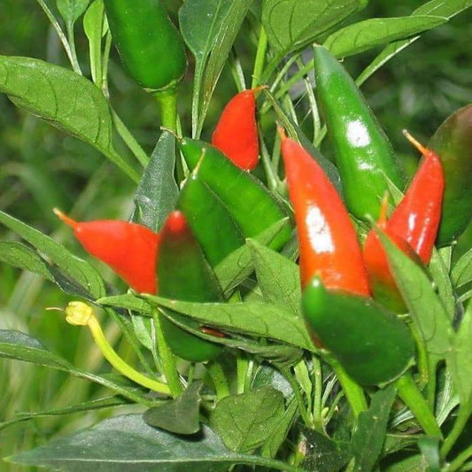 100 Mirasol Chile Pepper New Mexico Numex Peruvian Cuisine Vegetable Seeds | www.seedsplantworld.com