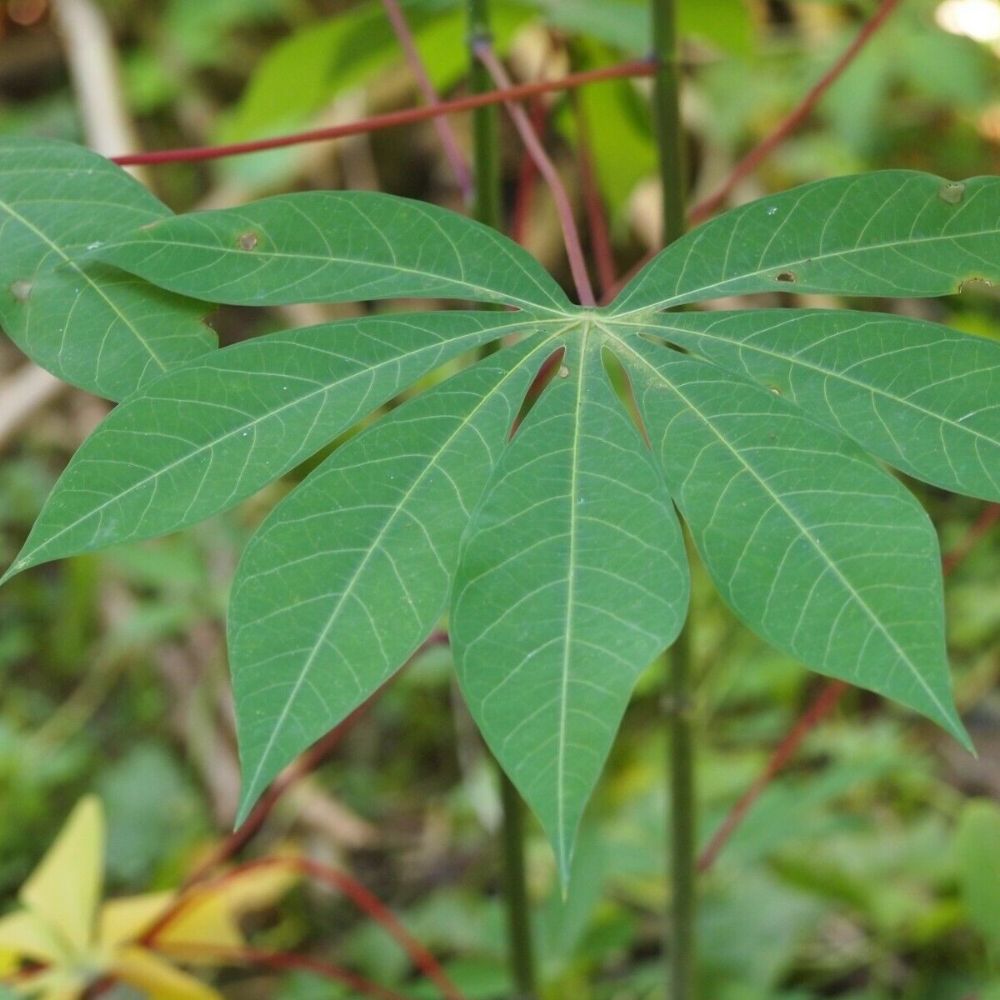 5 Manihot Esculenta Cassava Aka Yuca Or Tapioca Seeds For Planting | www.seedsplantworld.com