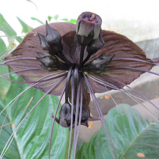 5 Tacca Chanteri Bat Flower Unusual Black Flowers Seeds For Planting | www.seedsplantworld.com