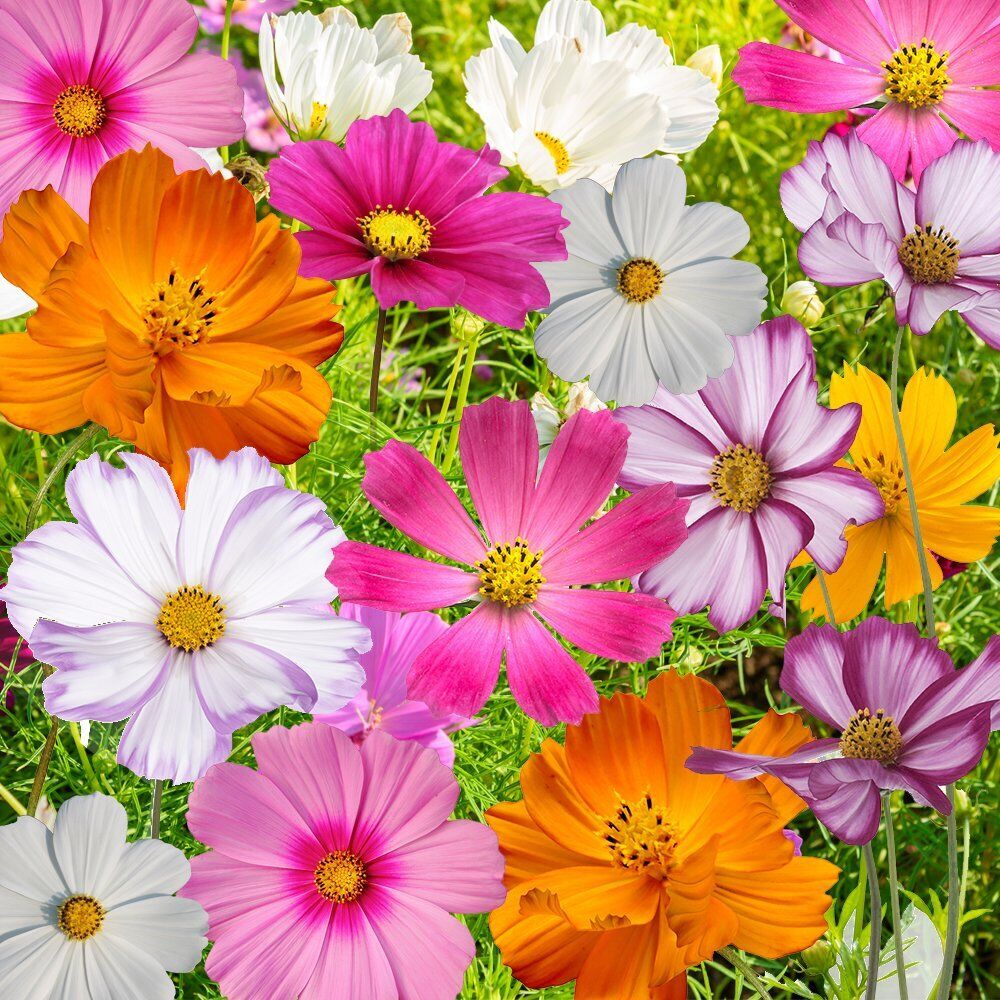 500 Cosmos Flowers Seed Mix 10 Beautiful Cosmos Varieties Colorful Flower Seeds | www.seedsplantworld.com