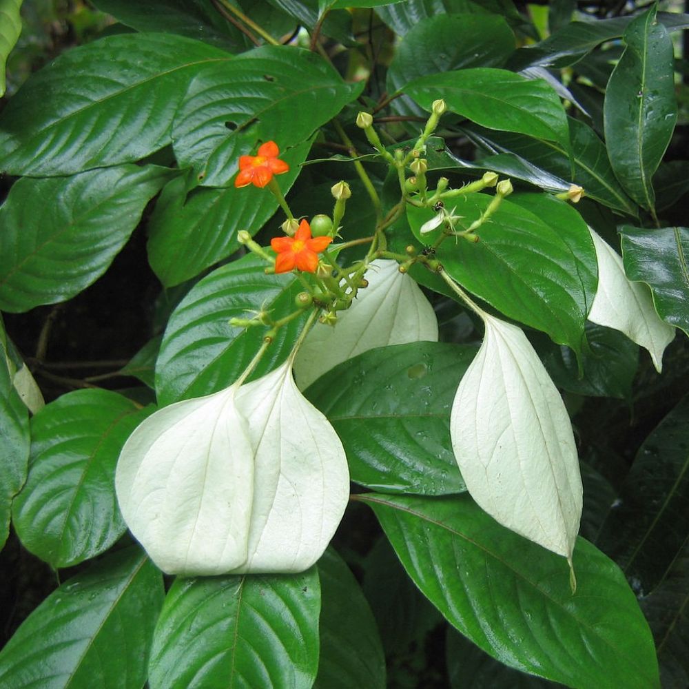 10 Mussaenda Roxburghii East Himalayan Mussaenda Seeds For Planting | www.seedsplantworld.com