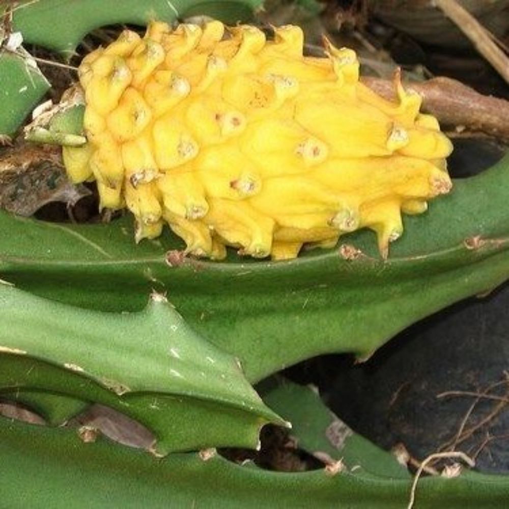 5 Selenicereus Megalanthus Dragonfruit Cacti Seeds For Planting | www.seedsplantworld.com