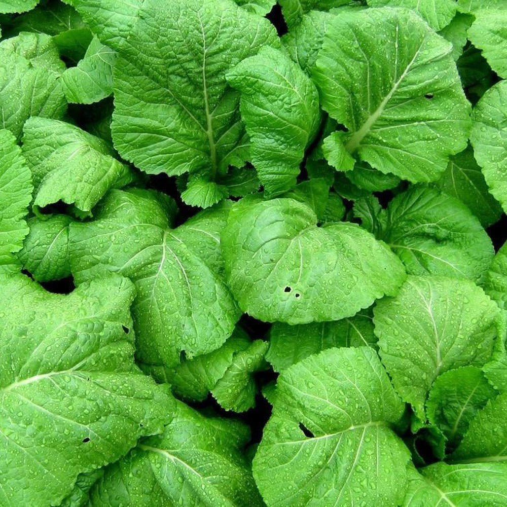 250 Florida Broadleaf Mustard NON-GMO Garden Growing Vegetable Seeds | www.seedsplantworld.com