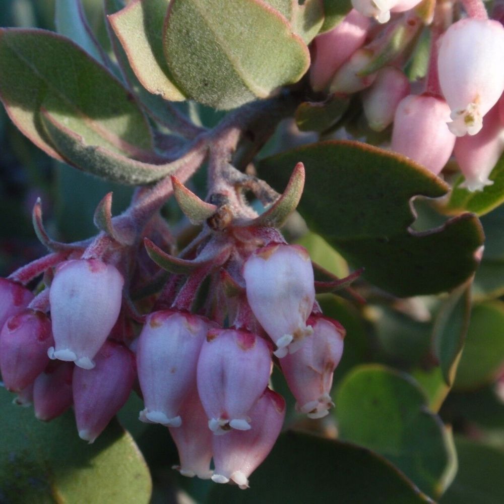 5 Arctostaphyllos Canescens Manzanita Seeds For Planting | www.seedsplantworld.com