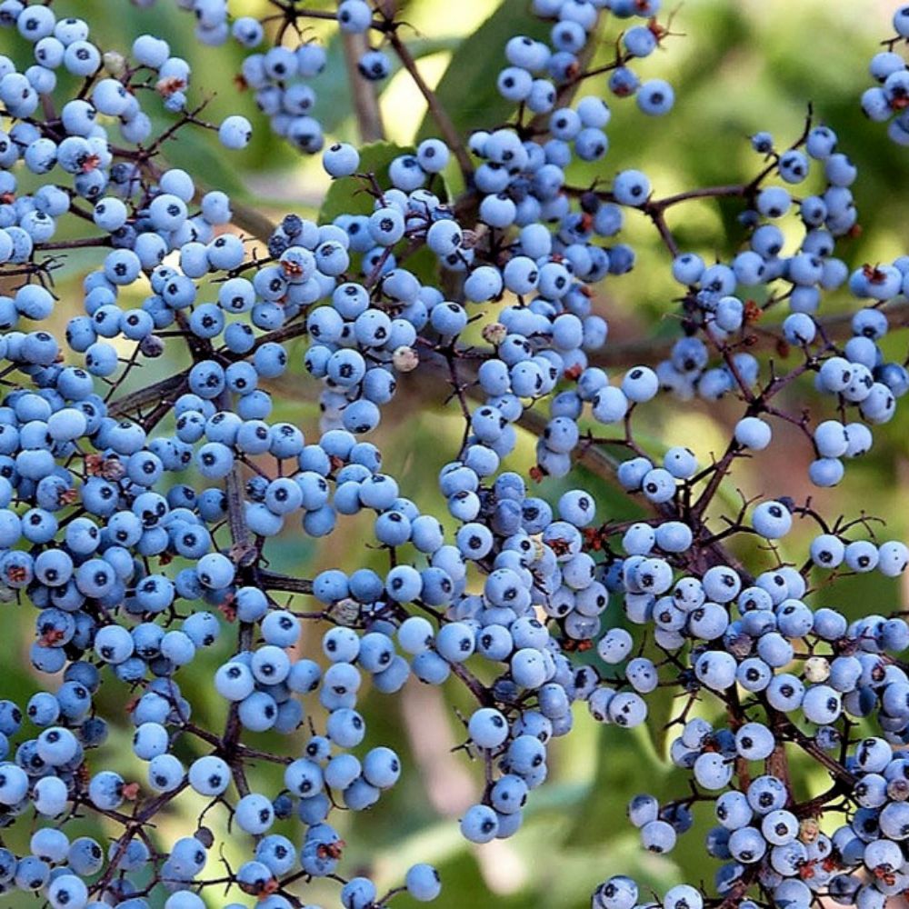 10 Sambucus Caerulea Blue Elderberry Shrub Seeds For Planting | www.seedsplantworld.com