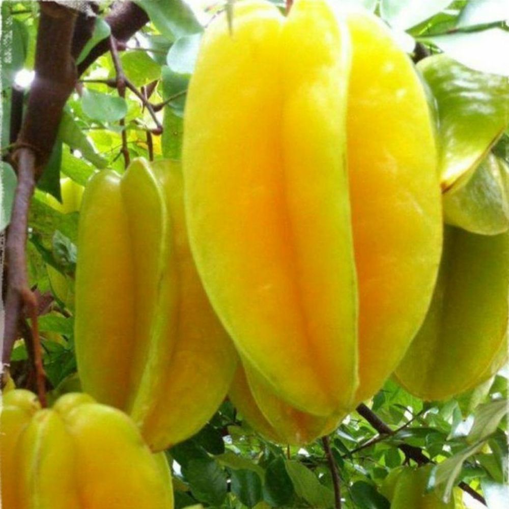 5 Averrhoa Carambola Star Fruit Tree Seeds For Planting | www.seedsplantworld.com