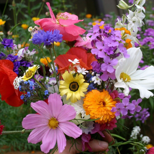 200 Cascade Kaleidoscope Wildflower Mix 35 Species Annuals & Perennials Flowers Seeds | www.seedsplantworld.com