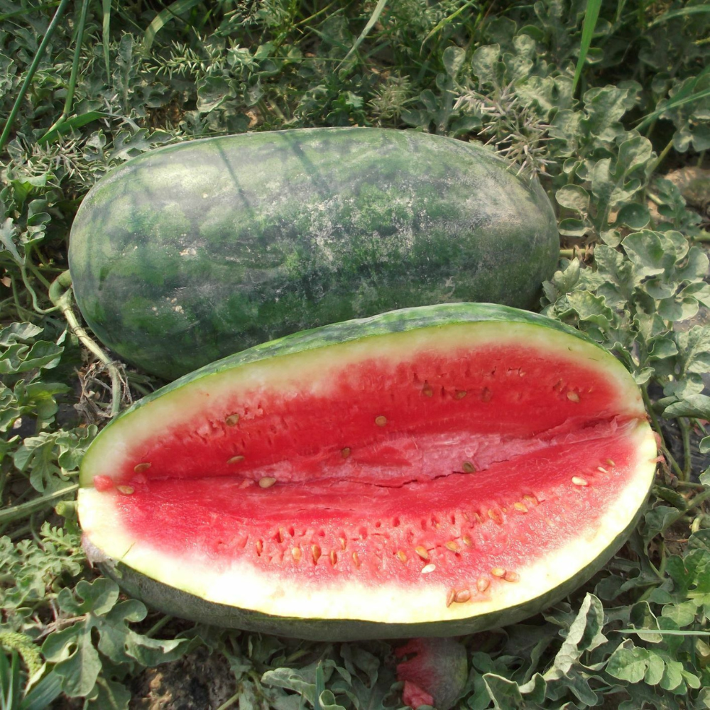 180 Congo Watermelon NON-GMO Gigantic 35-50 lbs Super Sweet Fruit Seeds | www.seedsplantworld.com