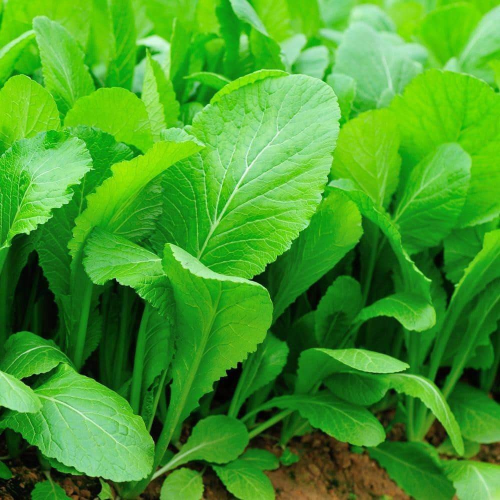 250 Tendergreen Mustard Spinach Mustard NON-GMO Komatsuna Vegetable Seeds | www.seedsplantworld.com