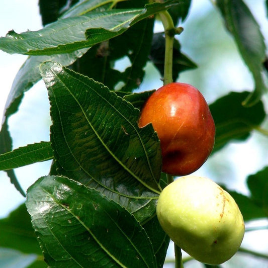 5 Ziziphus Mauritiana Fruit Tree Seeds For Planting | www.seedsplantworld.com