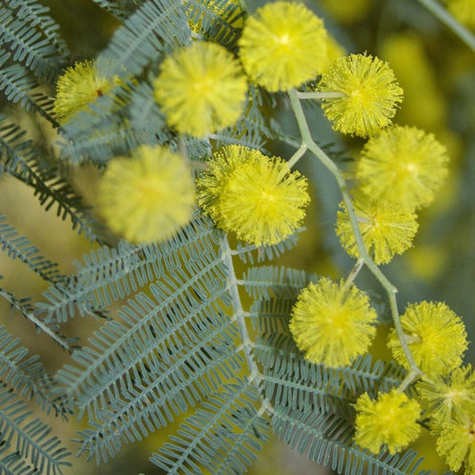 5 Acacia Dealbata Hardy Acacia Seeds For Planting | www.seedsplantworld.com