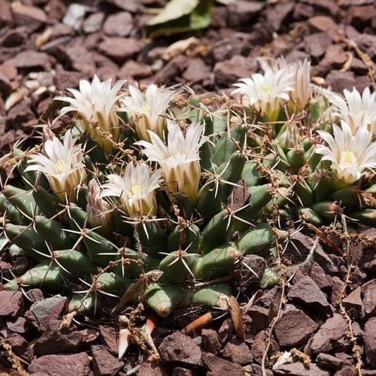 5 Mammillaria Meiacantha Hardy Ball Cactus Seeds For Planting | www.seedsplantworld.com