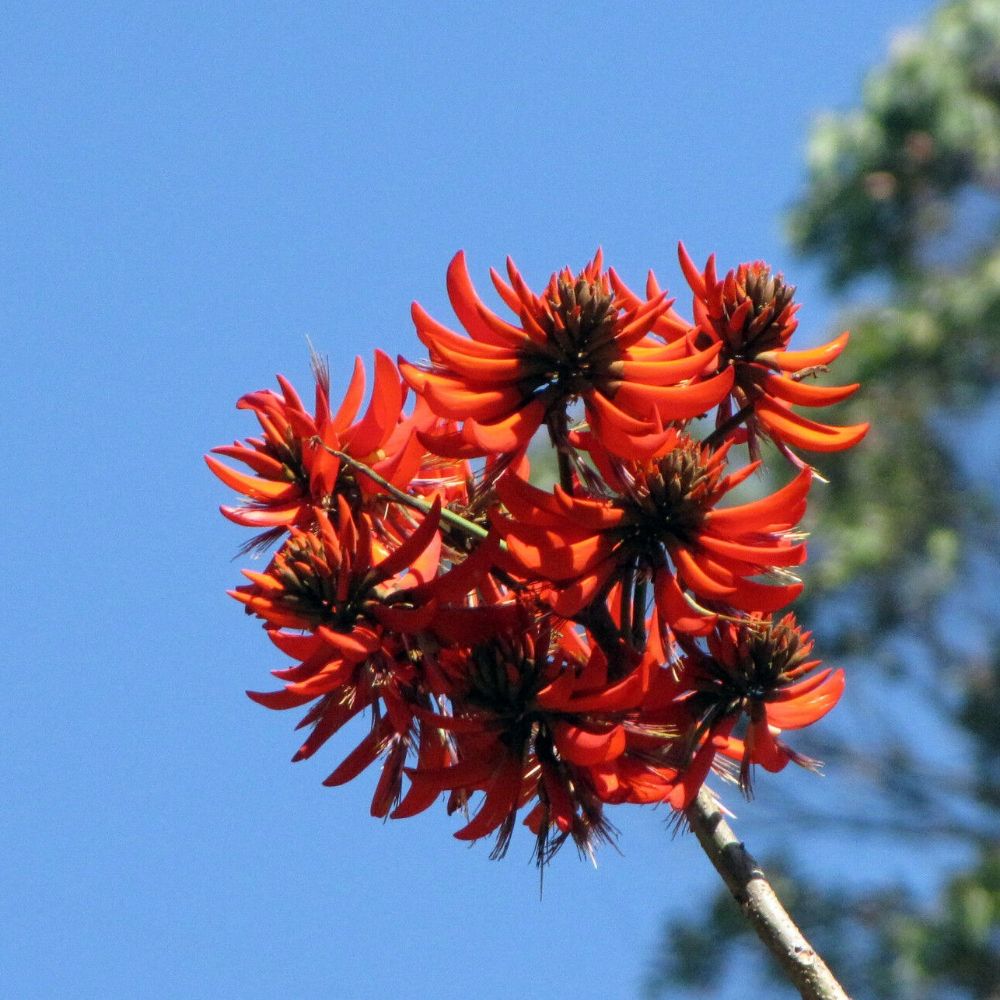 5 Erythrina Stricta Coral Tree Seeds For Planting | www.seedsplantworld.com