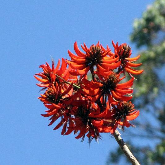 5 Erythrina Stricta Coral Tree Seeds For Planting | www.seedsplantworld.com