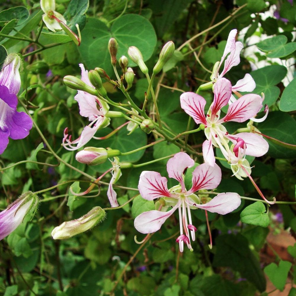 5 Bauhinia Yunnanensis Hardy Orchid Vine Seeds For Planting | www.seedsplantworld.com