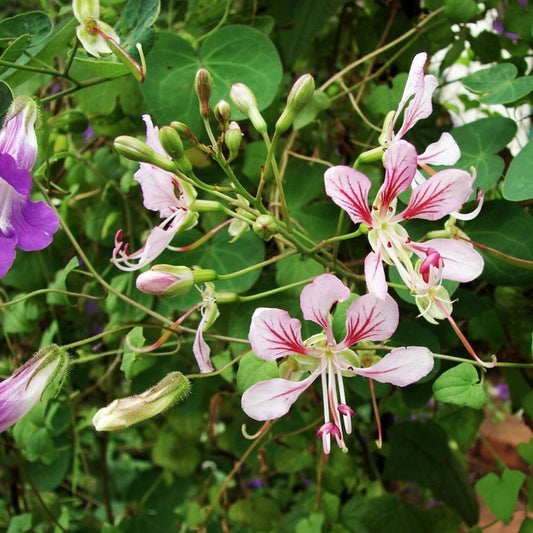 5 Bauhinia Yunnanensis Hardy Orchid Vine Seeds For Planting | www.seedsplantworld.com