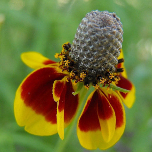 10 Ratibida Columnifera Prairie Coneflower Seeds For Planting | www.seedsplantworld.com