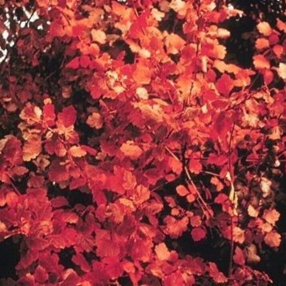 5 Rhus Aromatica Aromatic Sumac Shrub Seeds For Planting | www.seedsplantworld.com