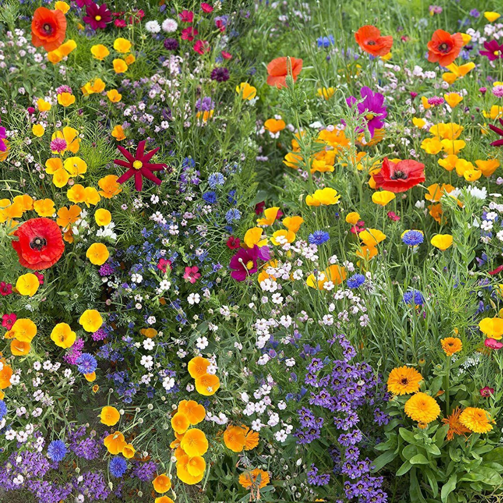 100 Or ½ Gram Hummingbird And Butterfly Wildflower Mix 17 Stunning Species Flower Seeds | www.seedsplantworld.com