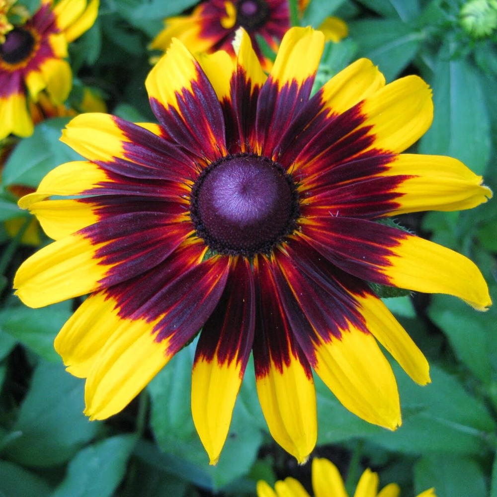 1750 Gloriosa Daisy Black-Eyed Susan NON-GMO Flowers Seeds | www.seedsplantworld.com