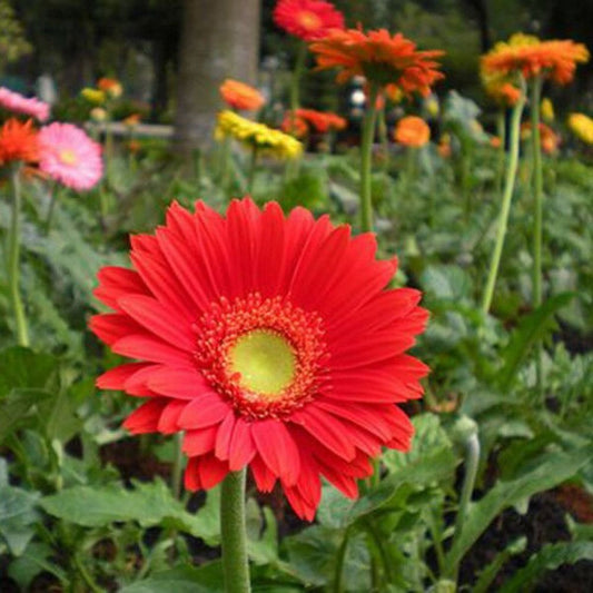 5 Gerbera Jamesonii Hardy Gerbera Daisy Perennial Seeds For Planting | www.seedsplantworld.com