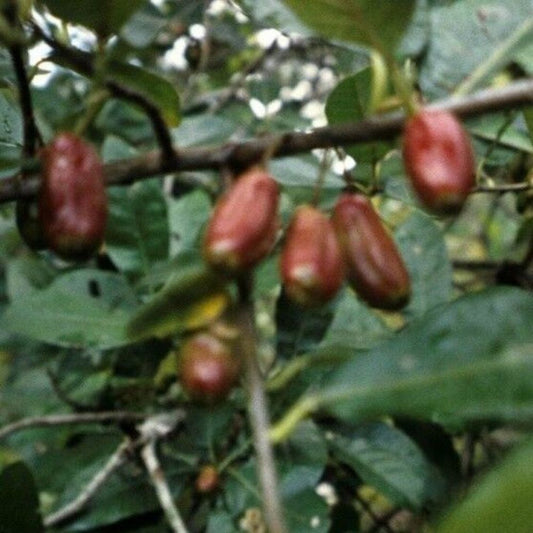 5 Nyssa Ogeche Ogeechee Lime Tree Seeds For Planting | www.seedsplantworld.com