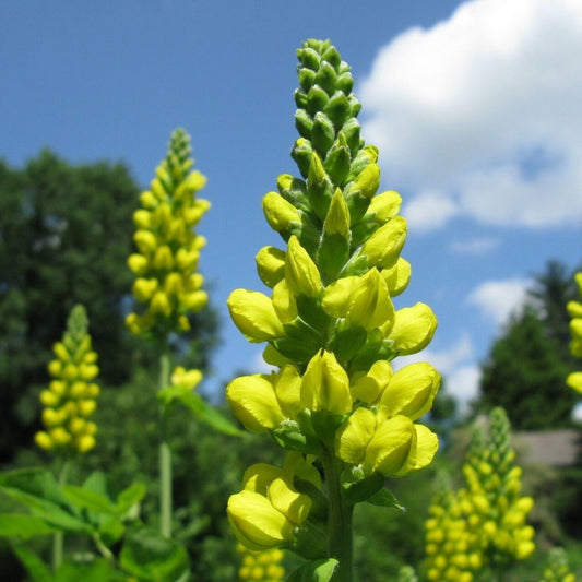 10 Thermopsis Caroliniana Carolina Bushpea Seeds For Planting | www.seedsplantworld.com