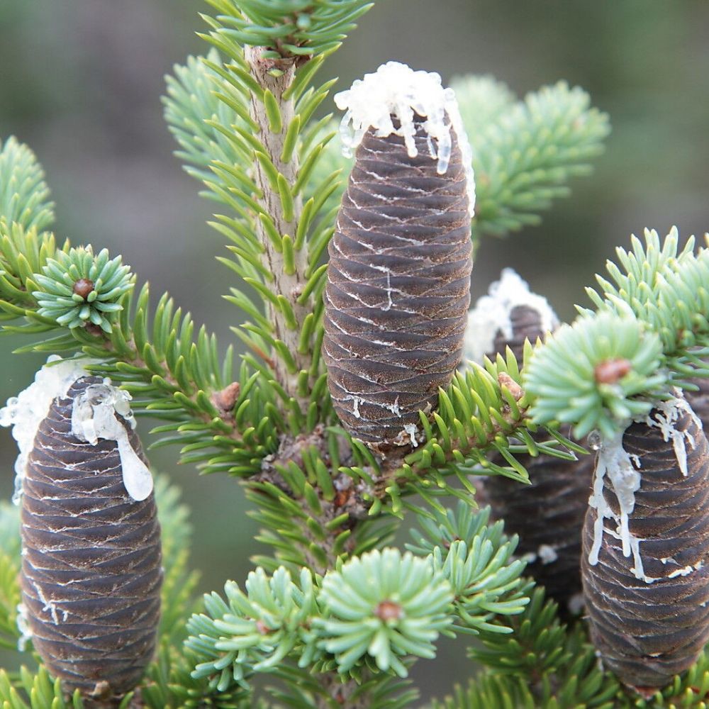 5 Abies Balsamea Balsam Fir Tree Seeds For Planting | www.seedsplantworld.com