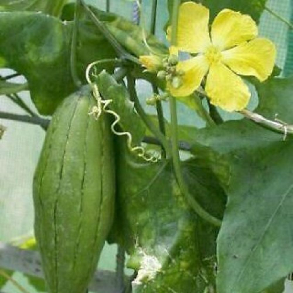 5 Luffa Aegyptraca Luffa Sponge Seeds For Planting | www.seedsplantworld.com