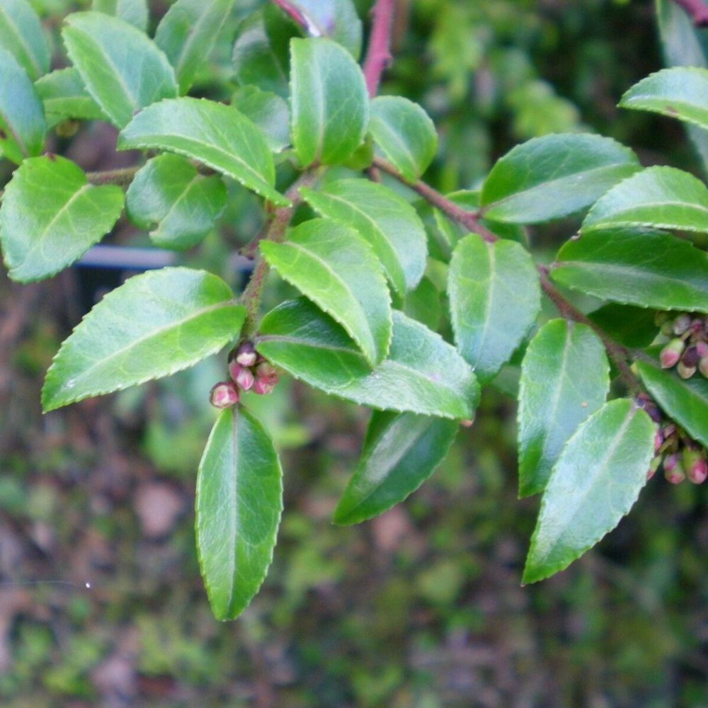 10 Vaccinium Ovatum Huckleberry Shrub Seeds For Planting | www.seedsplantworld.com